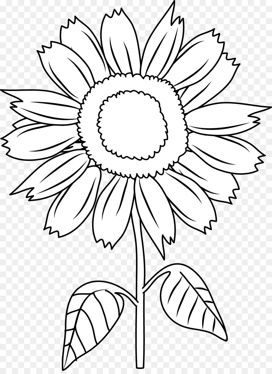 Detail Gambar Bunga Matahari Dan Matahari Hitam Putih Nomer 20