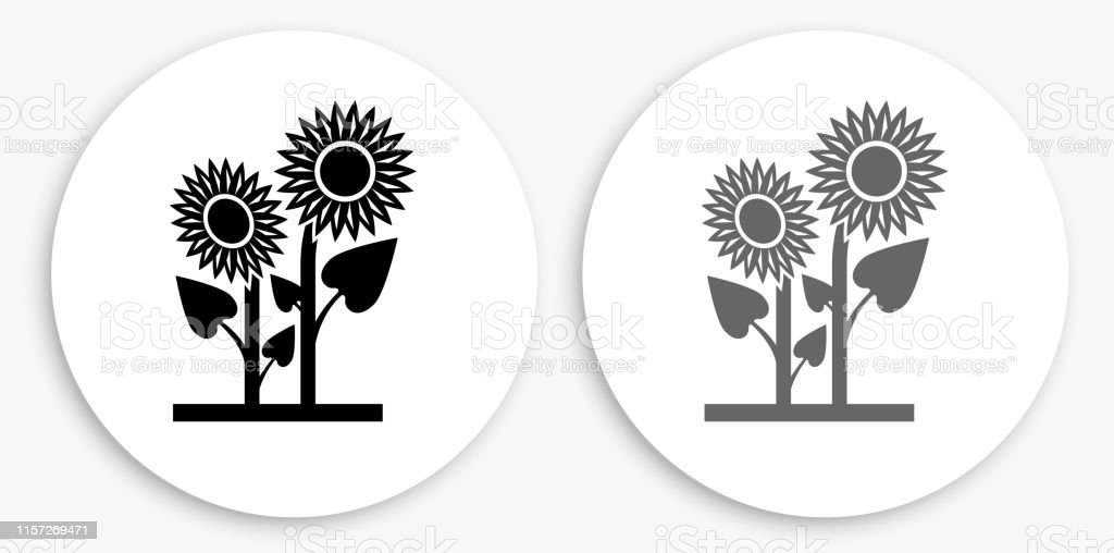 Detail Gambar Bunga Matahari Dan Matahari Hitam Putih Nomer 31