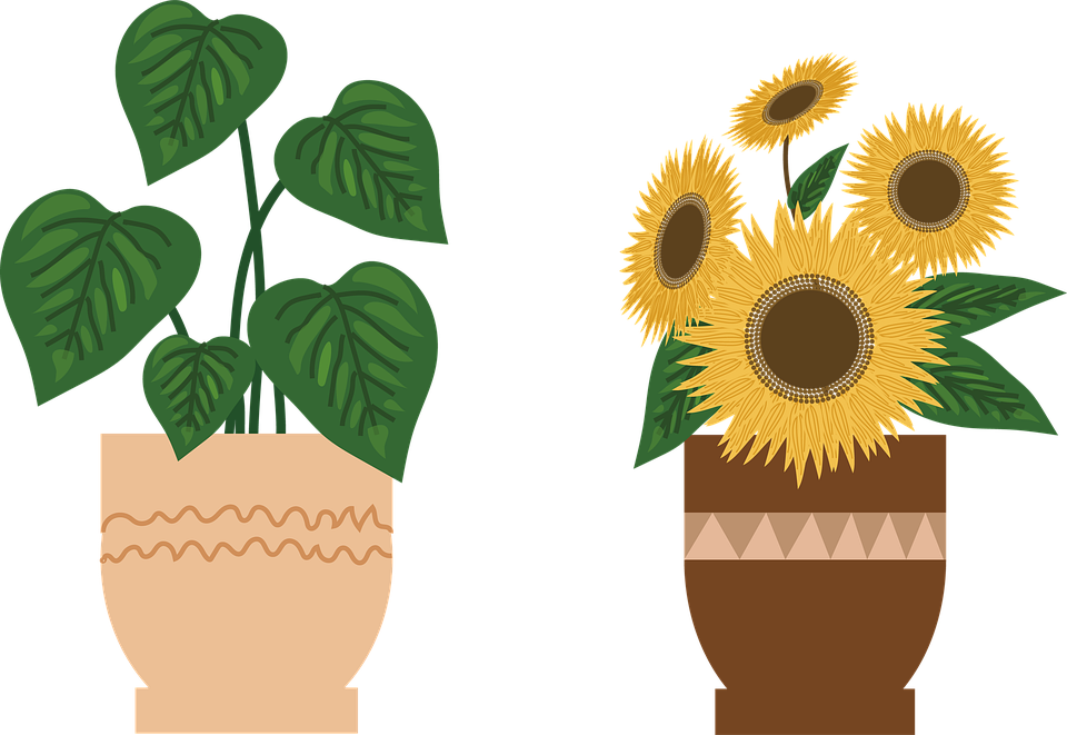 Detail Gambar Bunga Matahari Dan Pot Nomer 34