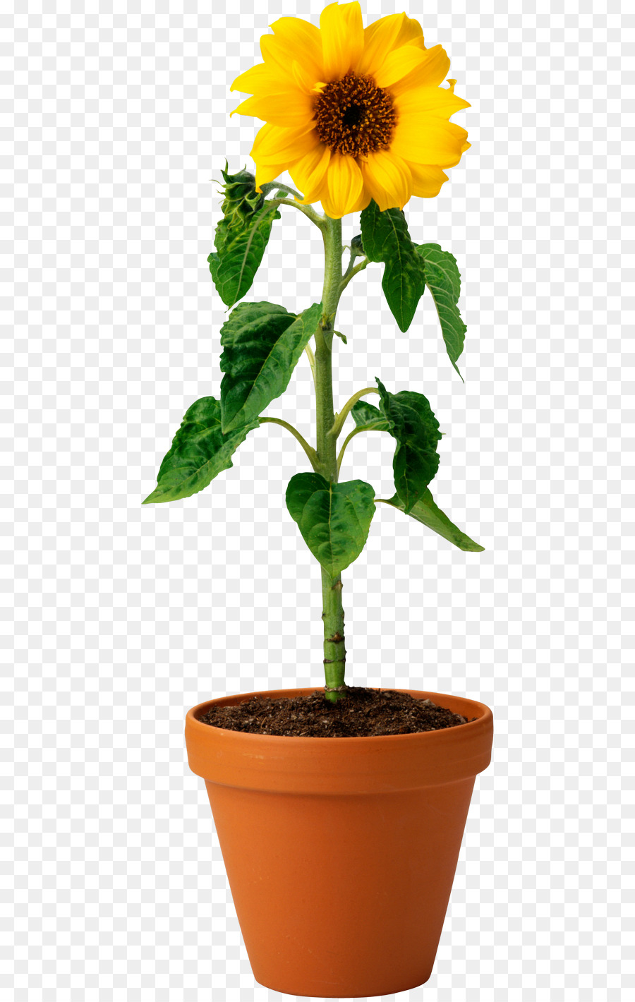 Detail Gambar Bunga Matahari Dan Pot Nomer 9