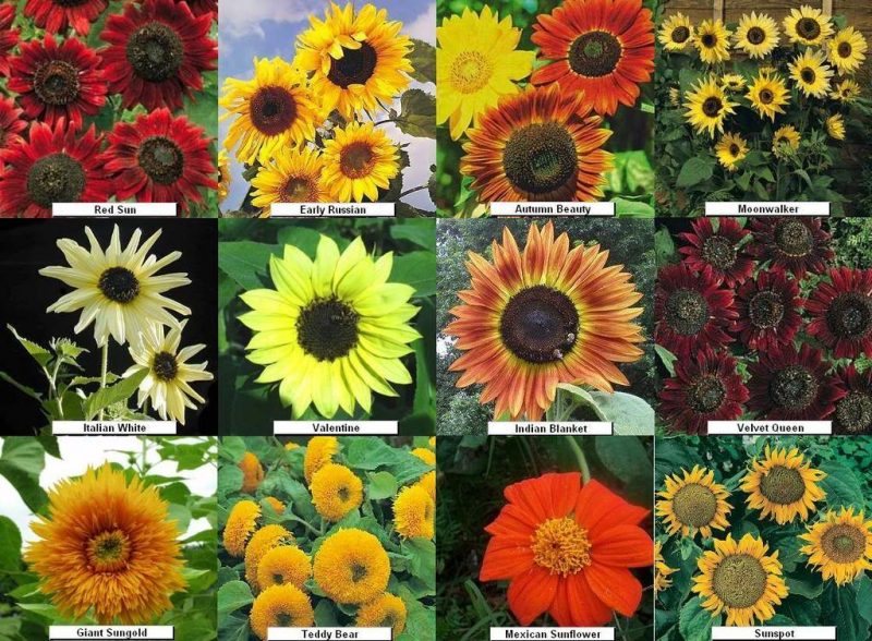 Detail Gambar Bunga Matahari Dan Warnanya Nomer 53