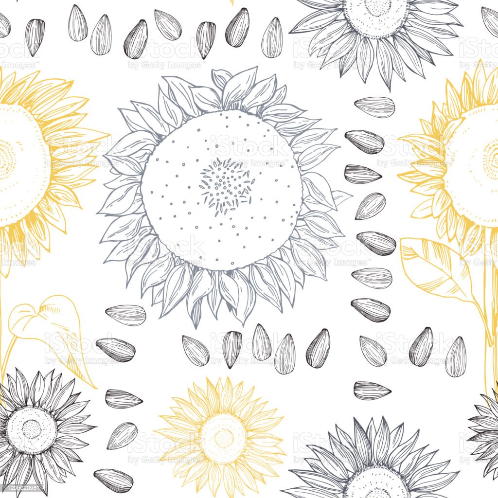 Detail Gambar Bunga Matahari Dari Biji Bijian Nomer 35