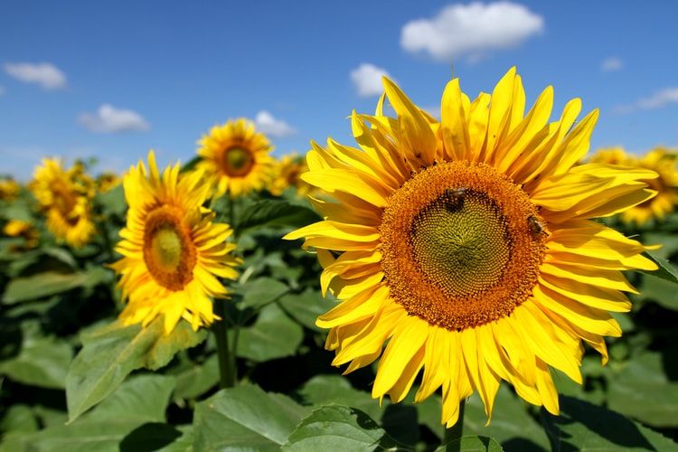 Detail Gambar Bunga Matahari Dengan Mudah Nomer 40