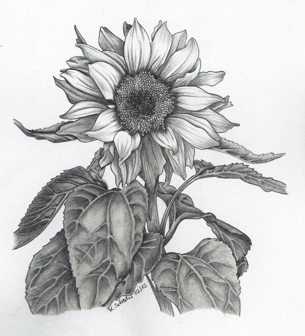 Detail Gambar Bunga Matahari Dengan Pensil Nomer 19