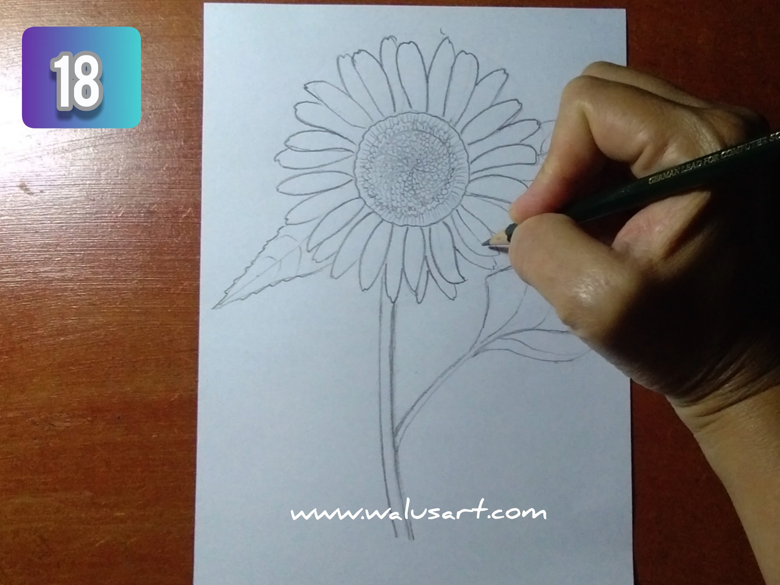 Detail Gambar Bunga Matahari Dengan Pensil Nomer 25