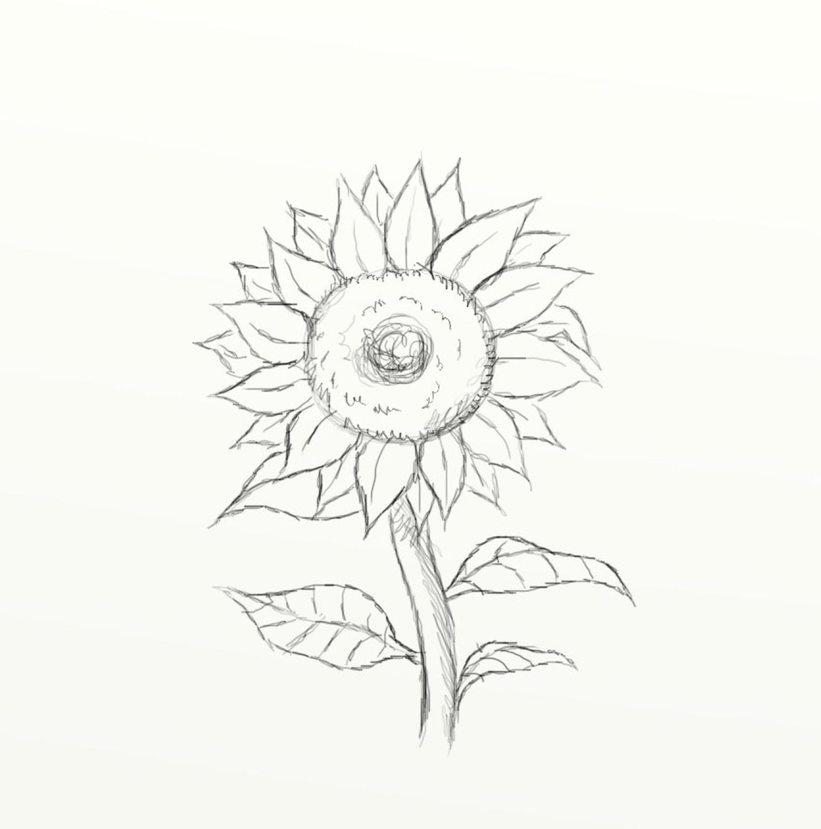 Detail Gambar Bunga Matahari Dengan Pensil Nomer 31