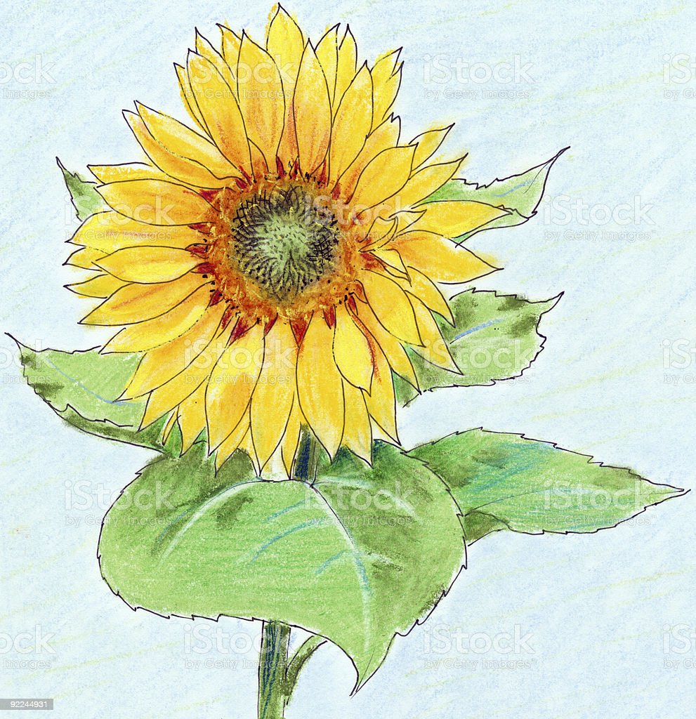 Detail Gambar Bunga Matahari Dengan Pensil Nomer 35