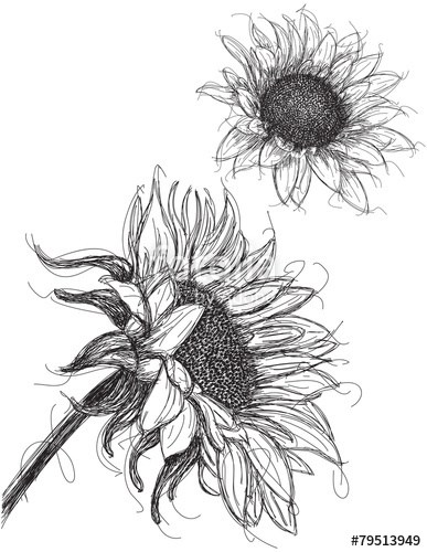 Detail Gambar Bunga Matahari Dengan Pensil Nomer 49