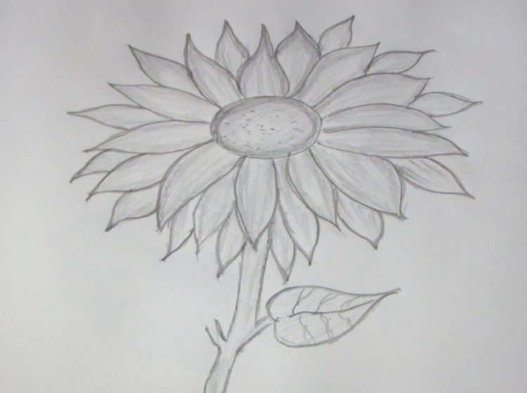 Detail Gambar Bunga Matahari Dengan Pensil Nomer 10