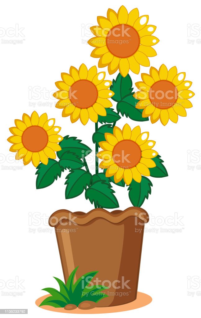 Detail Gambar Bunga Matahari Dengan Pot Nomer 20