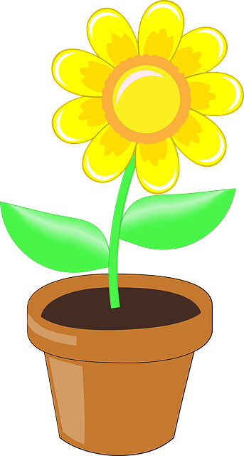 Detail Gambar Bunga Matahari Dengan Pot Nomer 3