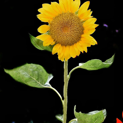 Detail Gambar Bunga Matahari Dengan Pot Nomer 36