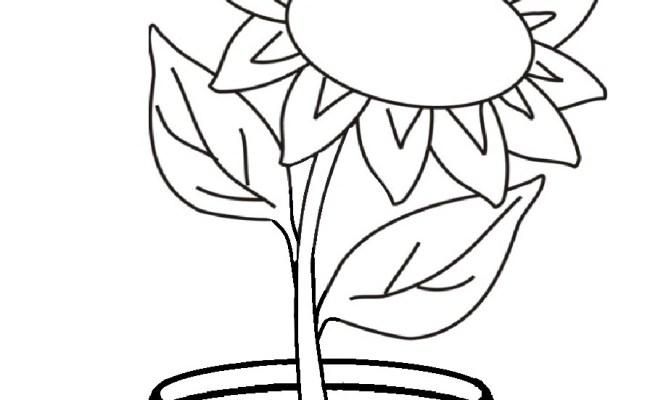 Detail Gambar Bunga Matahari Dengan Potnya Nomer 11