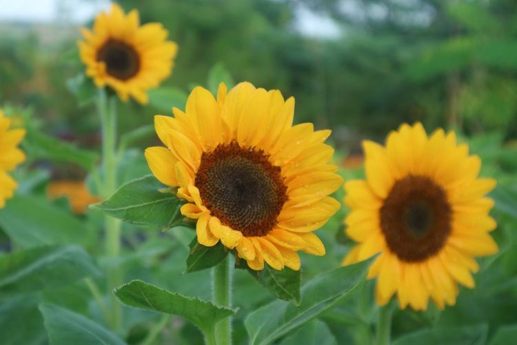 Detail Gambar Bunga Matahari Dengan Potnya Nomer 39
