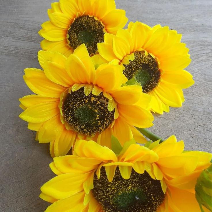 Detail Gambar Bunga Matahari Dengan Potnya Nomer 52