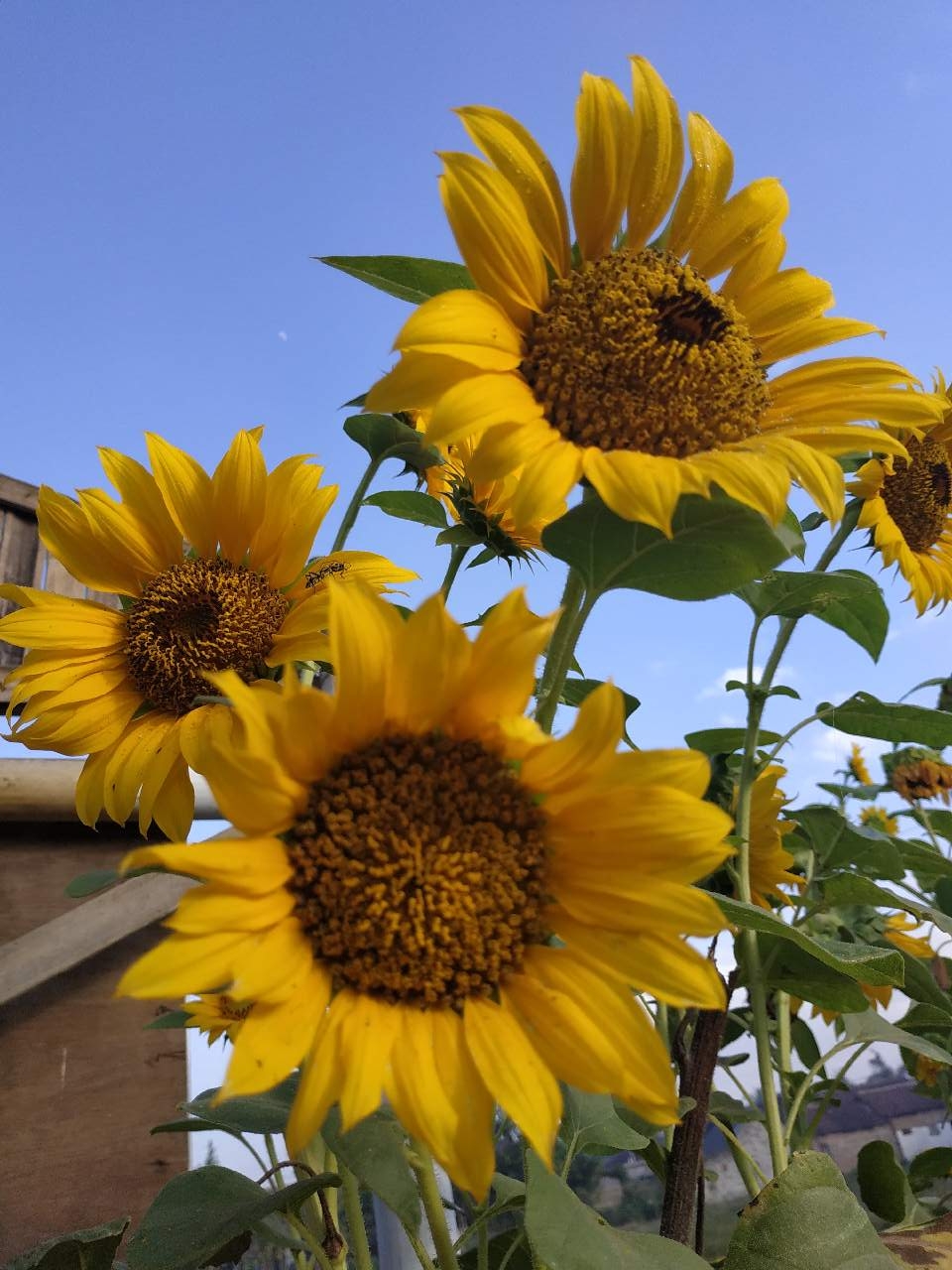 Gambar Bunga Matahari Di Pagi Hari - KibrisPDR