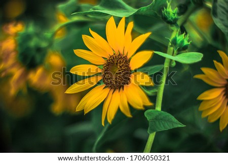 Detail Gambar Bunga Matahari Di Pagi Hari Nomer 50