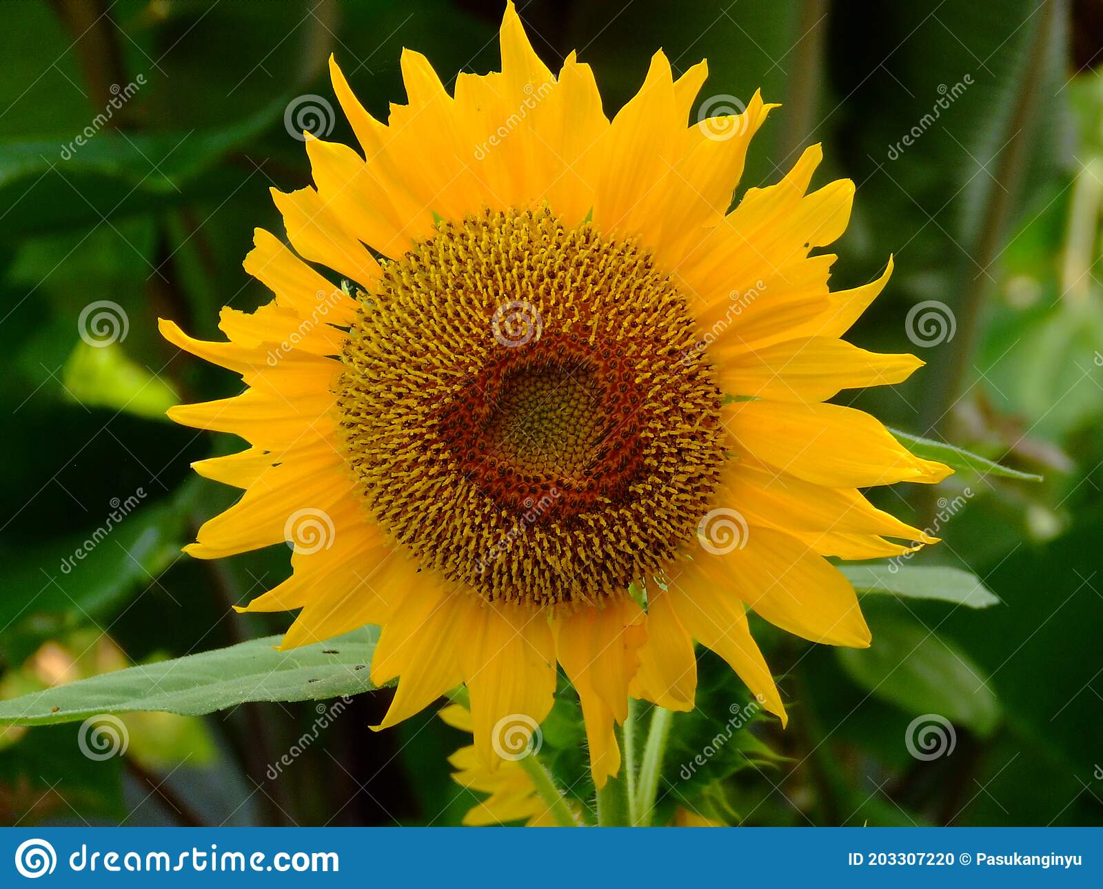 Detail Gambar Bunga Matahari Di Pagi Hari Nomer 8