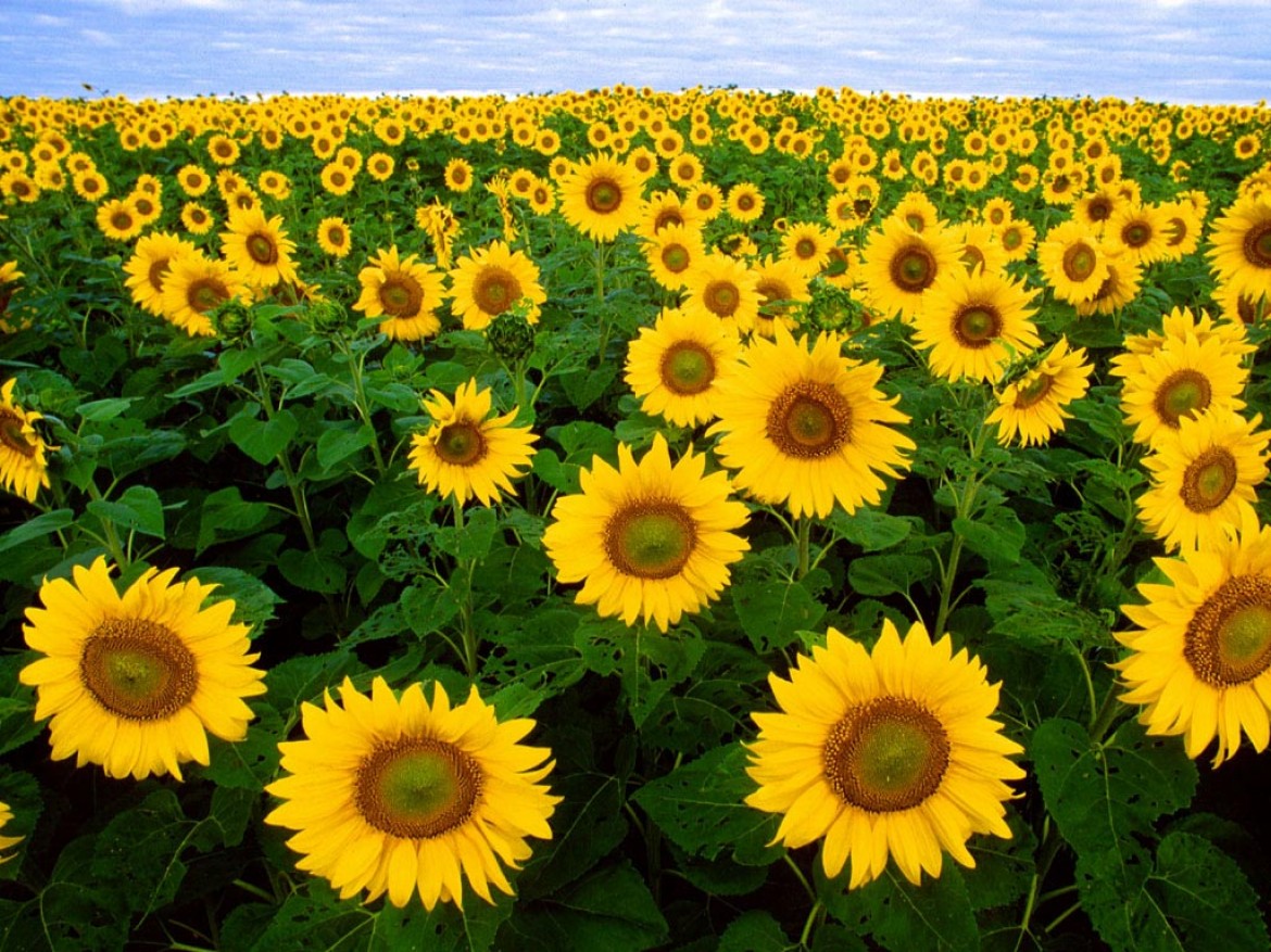 Gambar Bunga Matahari Di Taman - KibrisPDR
