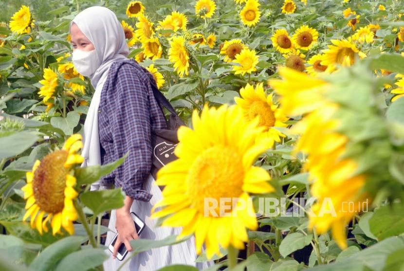 Detail Gambar Bunga Matahari Di Taman Nomer 46