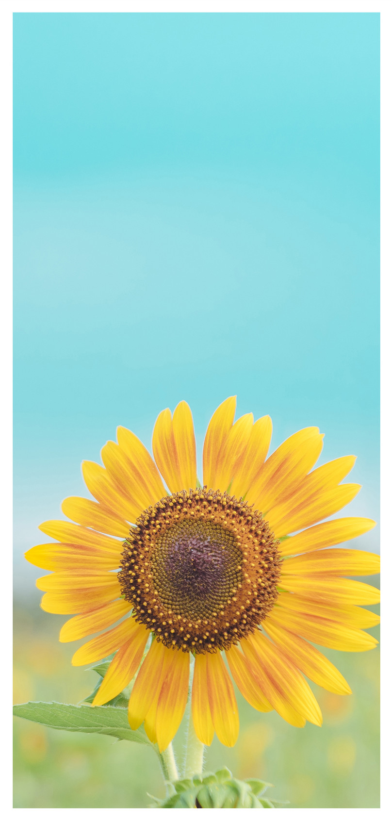 Detail Gambar Bunga Matahari Estetik Nomer 31