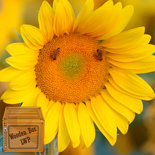 Detail Gambar Bunga Matahari Hd Nomer 44
