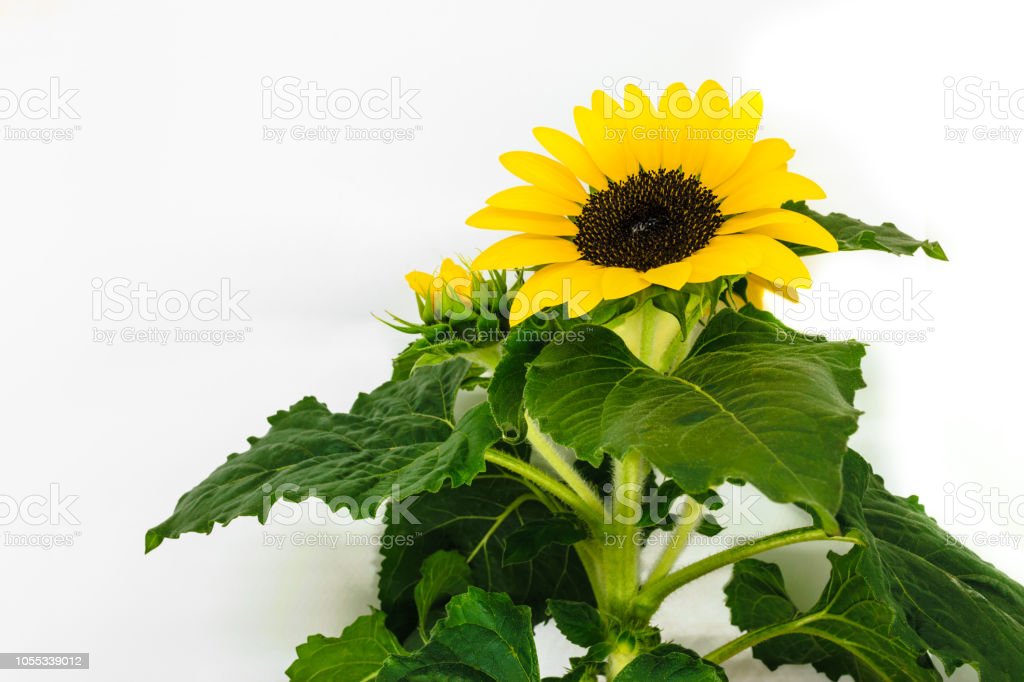 Detail Gambar Bunga Matahari Hijau Nomer 13