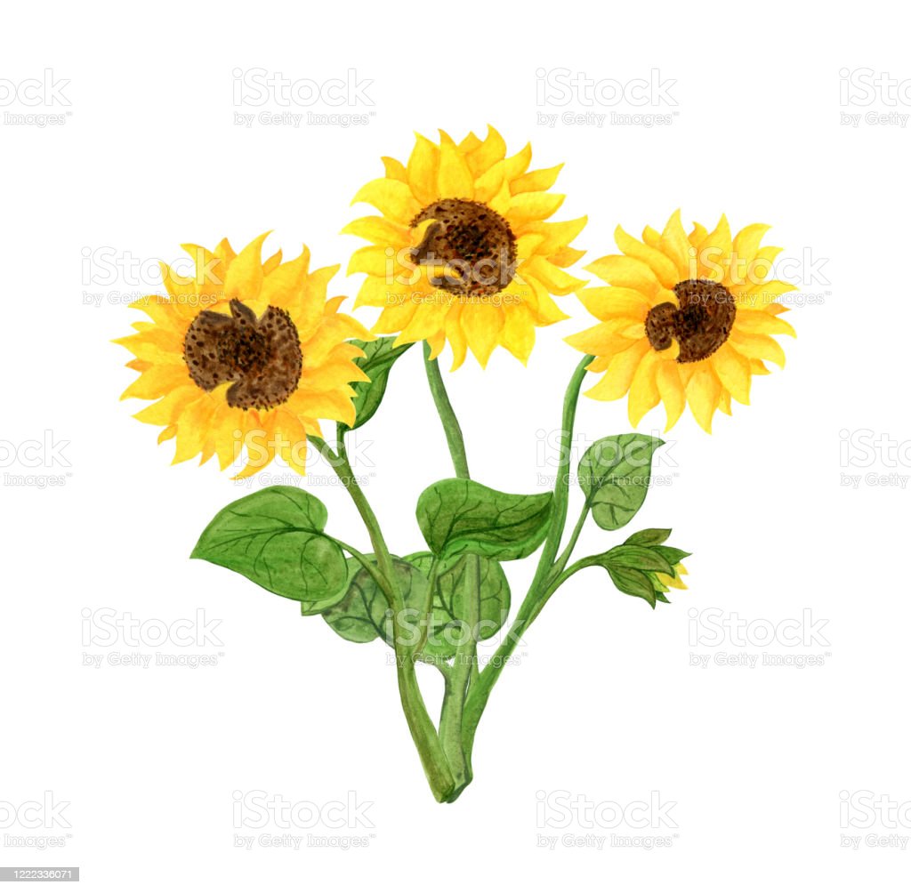 Detail Gambar Bunga Matahari Hijau Nomer 23