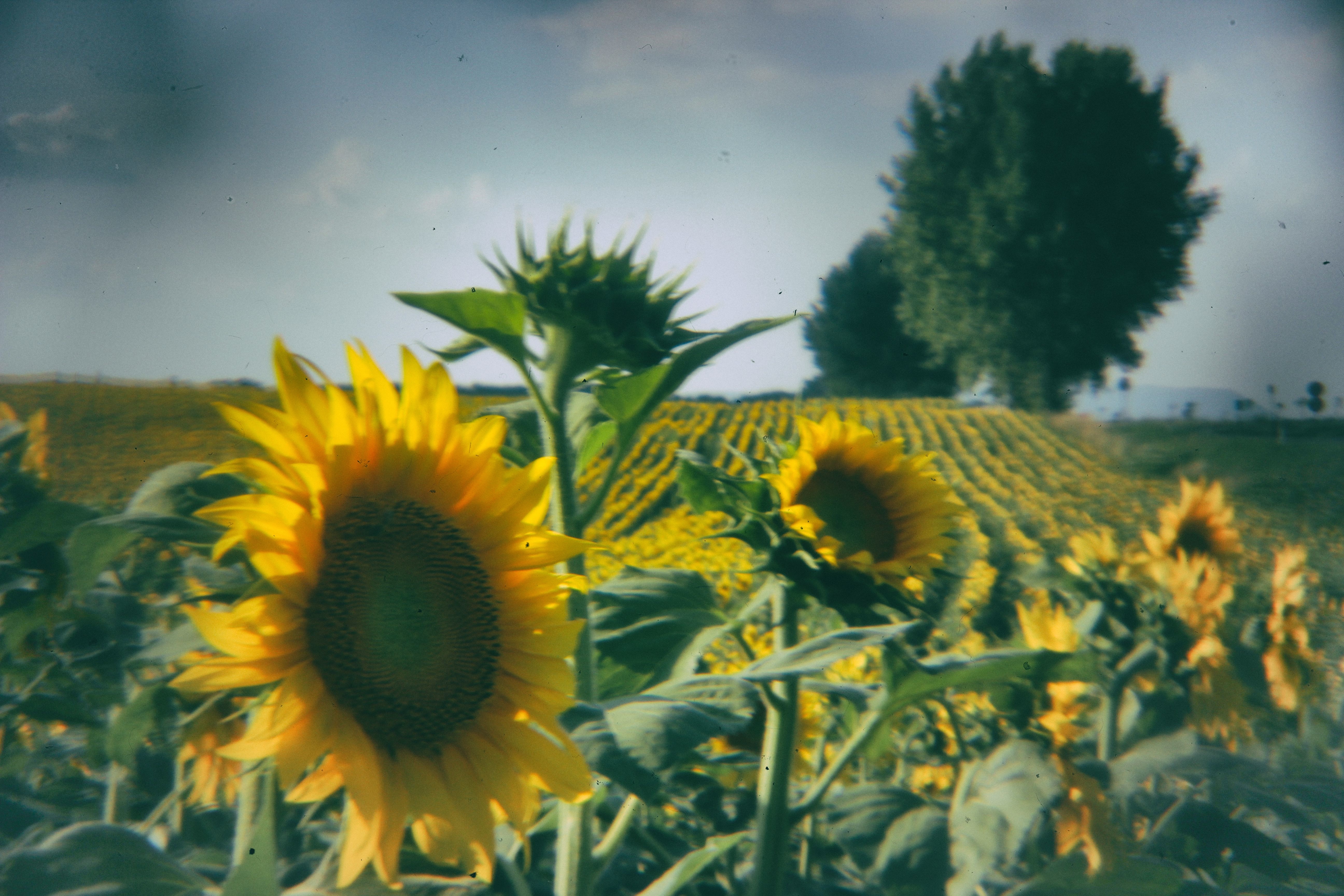Detail Gambar Bunga Matahari Hijau Nomer 8