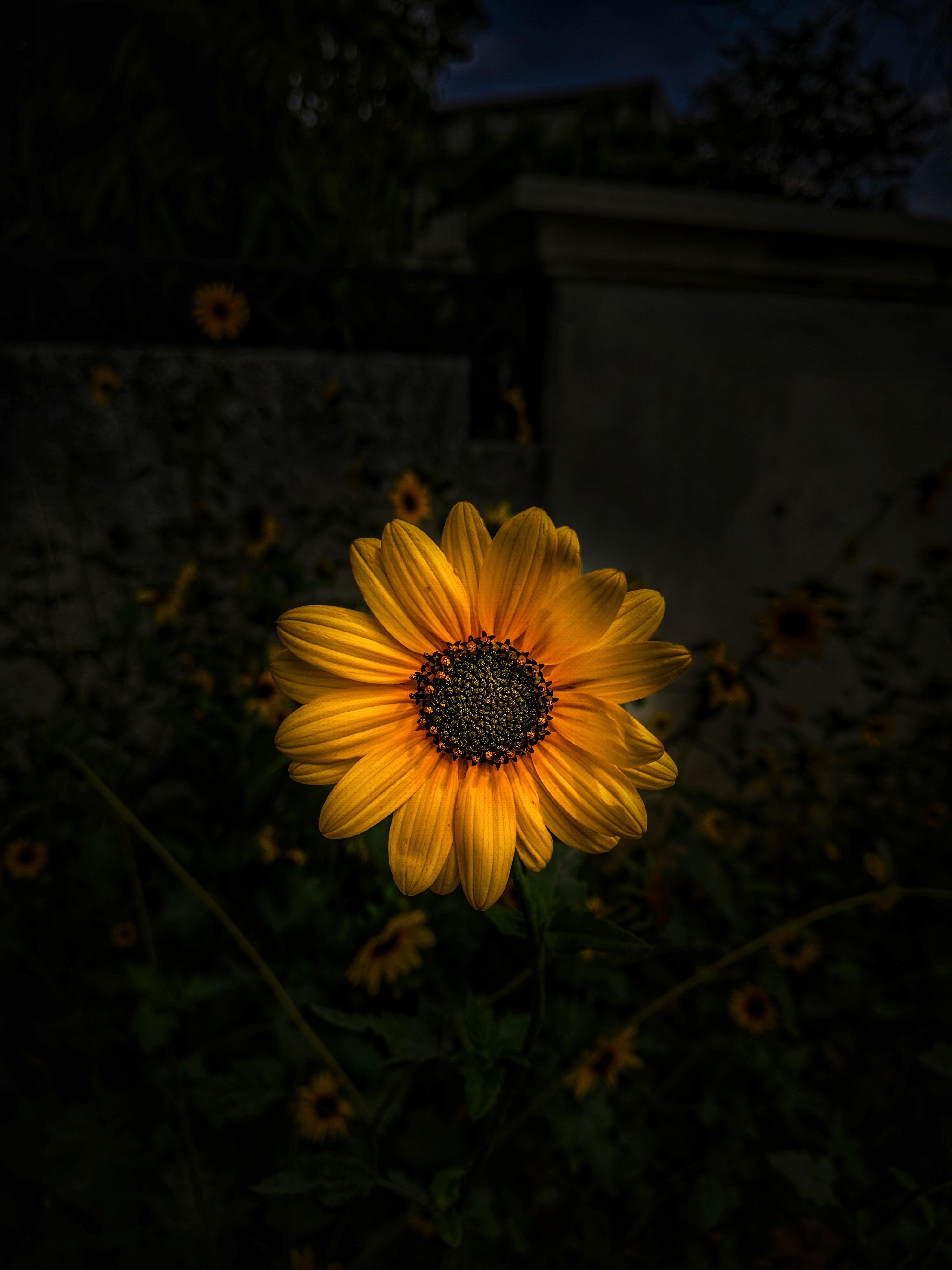 Gambar Bunga Matahari Hitam - KibrisPDR