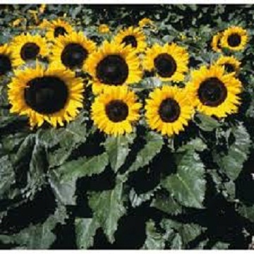 Detail Gambar Bunga Matahari Hitam Nomer 12