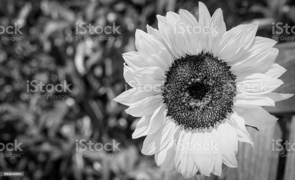Detail Gambar Bunga Matahari Hitam Nomer 25