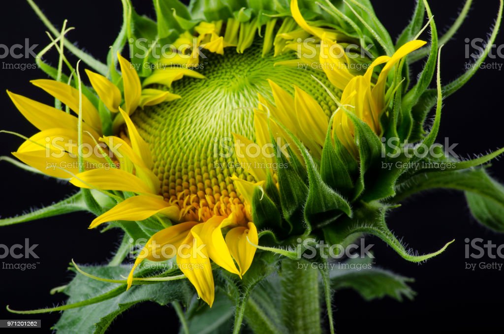 Detail Gambar Bunga Matahari Hitam Nomer 40