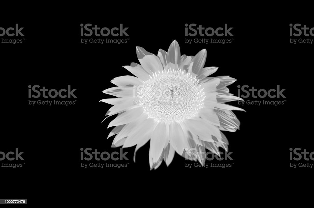 Detail Gambar Bunga Matahari Hitam Nomer 47