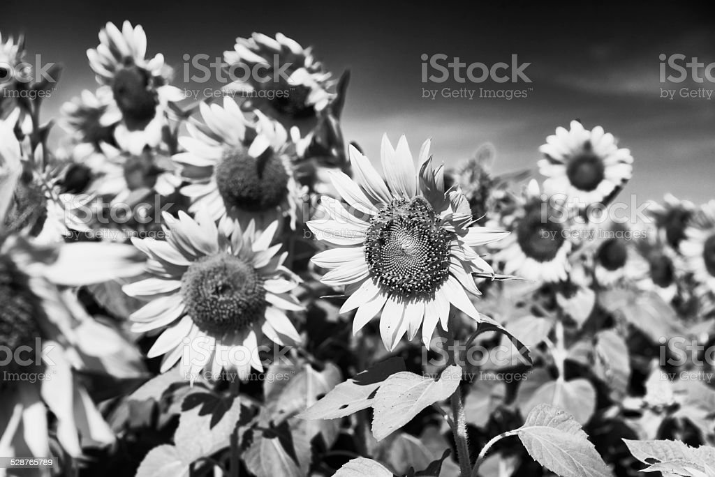Detail Gambar Bunga Matahari Hitam Putih Nomer 39