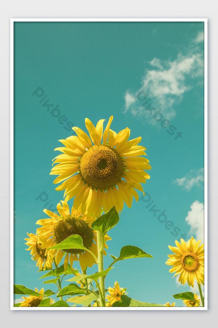Detail Gambar Bunga Matahari Indah Nomer 39