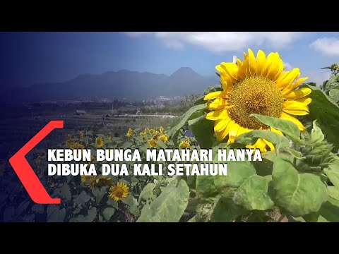 Detail Gambar Bunga Matahari Indah Nomer 41