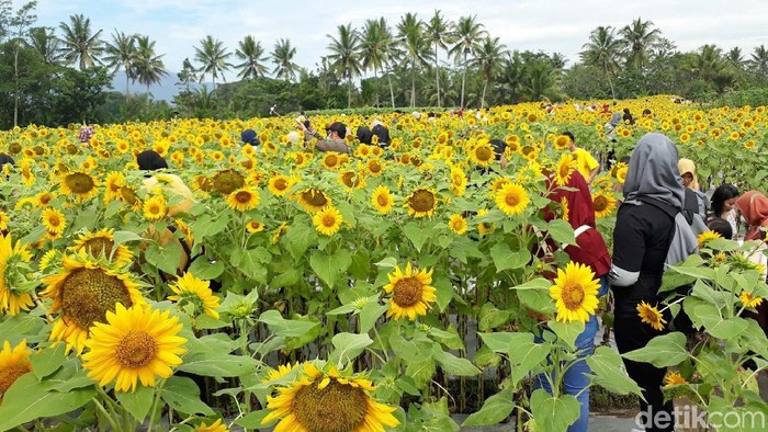 Detail Gambar Bunga Matahari Kebun Nomer 26