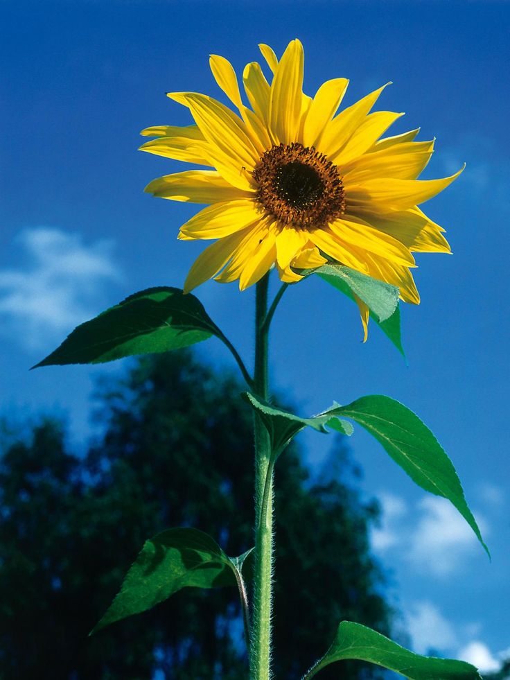 Detail Gambar Bunga Matahari Kecil Nomer 27