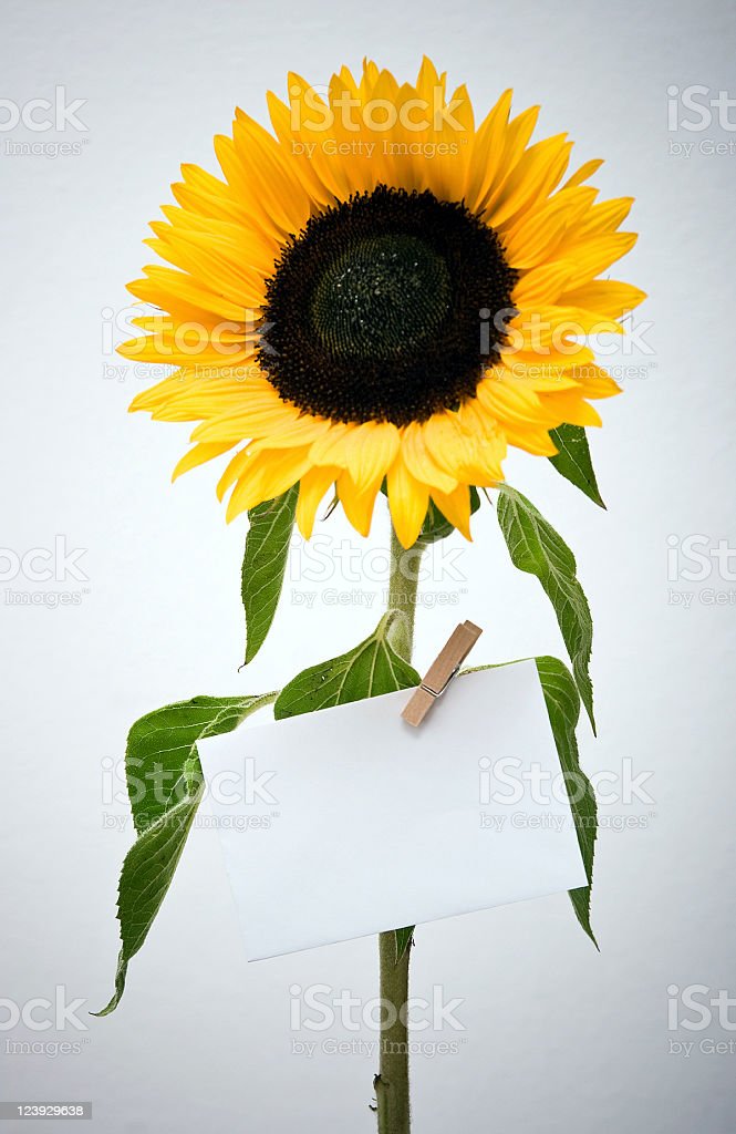 Detail Gambar Bunga Matahari Kosong Nomer 2