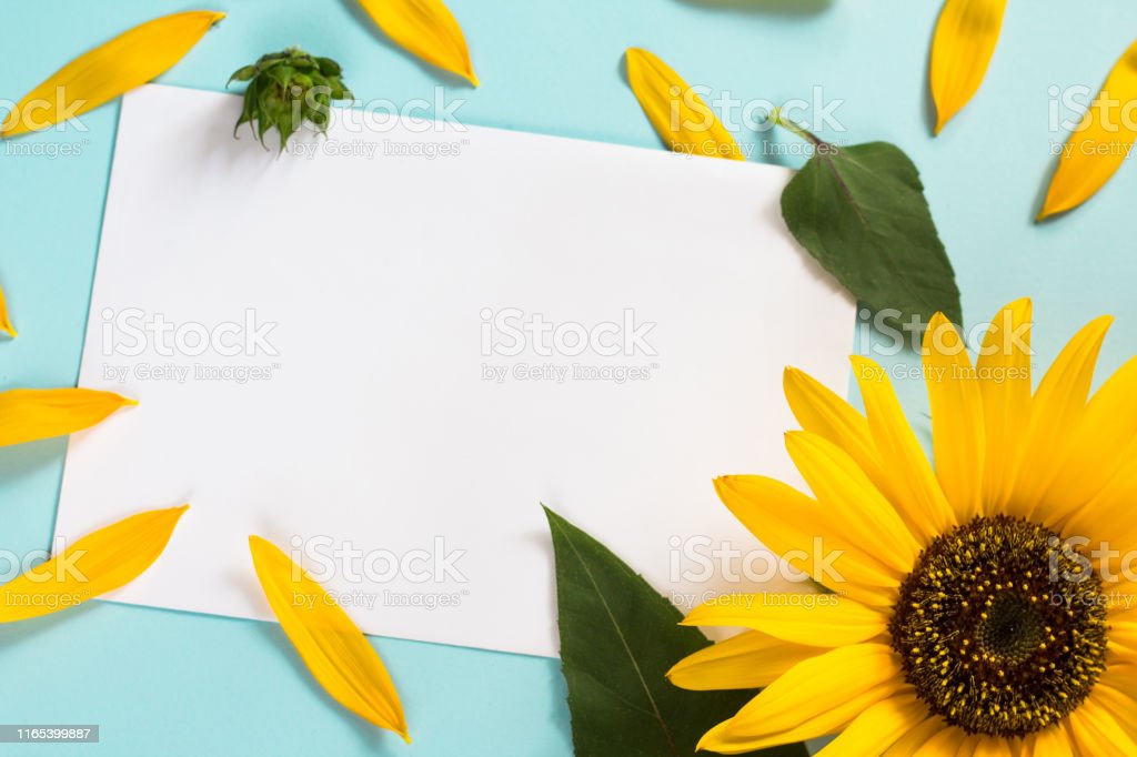 Detail Gambar Bunga Matahari Kosong Nomer 6