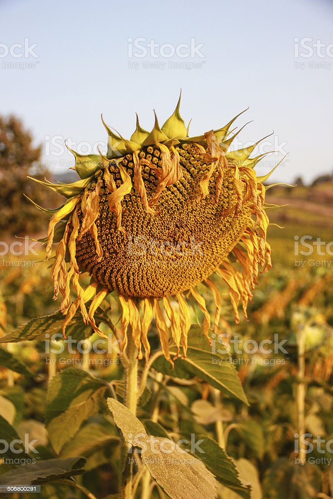 Detail Gambar Bunga Matahari Layu Nomer 2