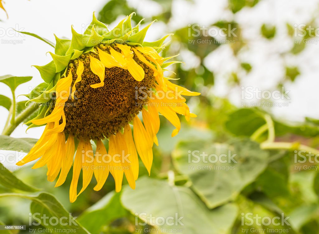 Detail Gambar Bunga Matahari Layu Nomer 16