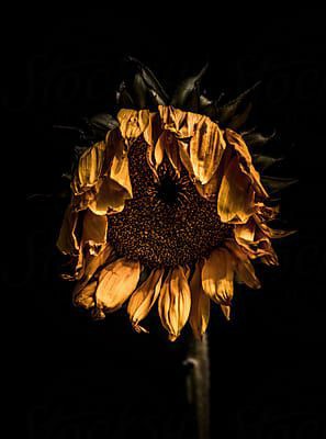 Detail Gambar Bunga Matahari Layu Nomer 26