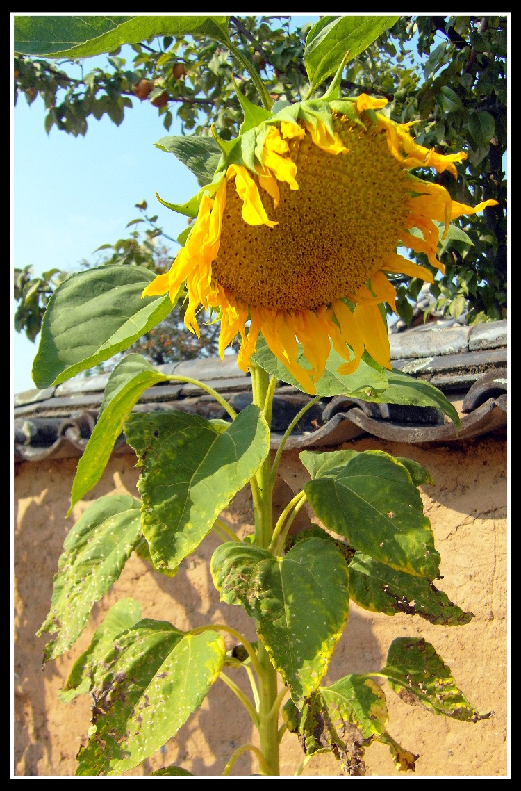Detail Gambar Bunga Matahari Layu Nomer 33