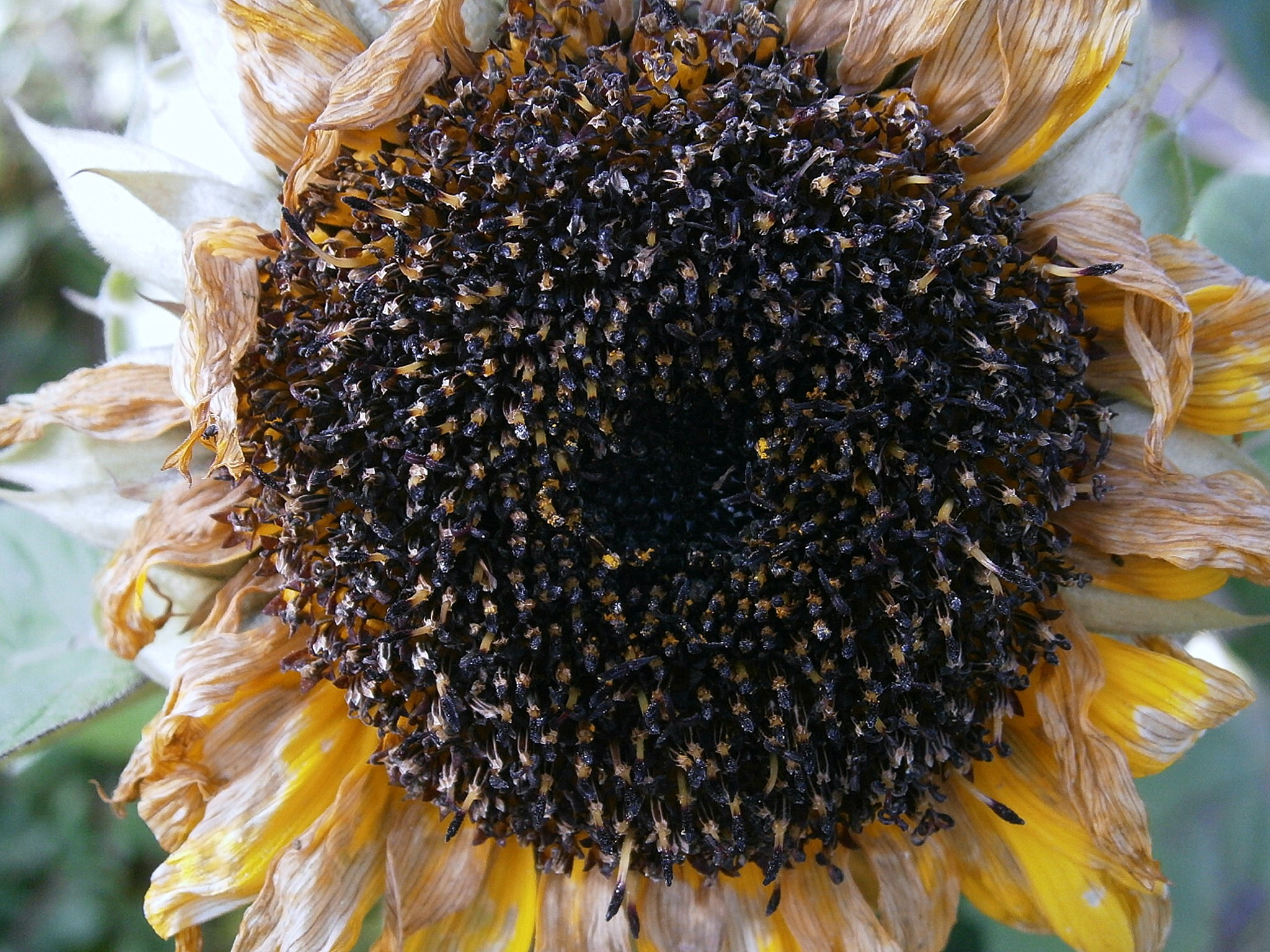 Detail Gambar Bunga Matahari Layu Nomer 38
