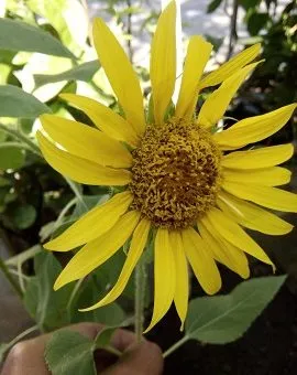 Detail Gambar Bunga Matahari Layu Nomer 51