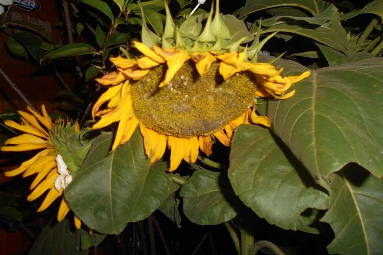 Detail Gambar Bunga Matahari Layu Nomer 56