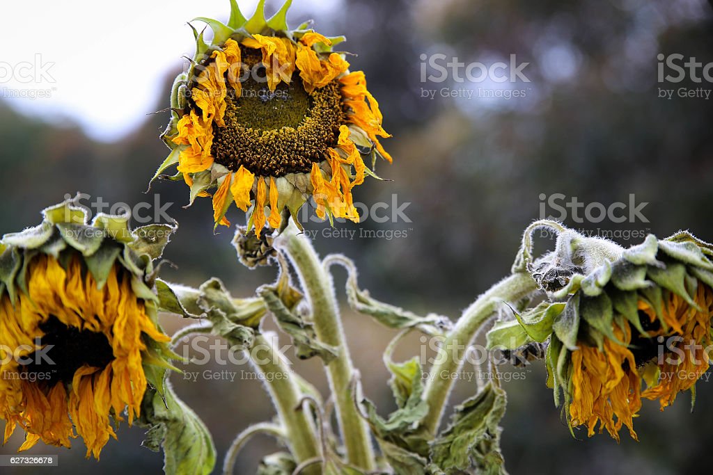 Detail Gambar Bunga Matahari Layu Nomer 7