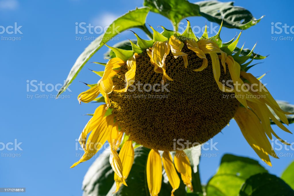 Detail Gambar Bunga Matahari Layu Nomer 10